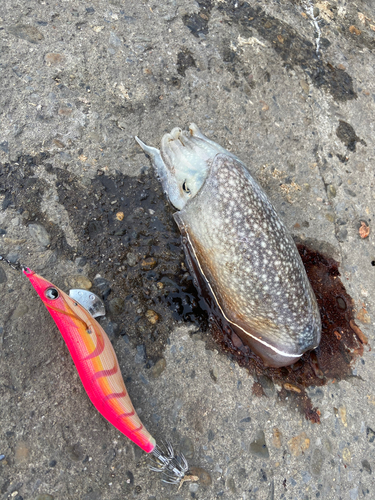 シリヤケイカの釣果