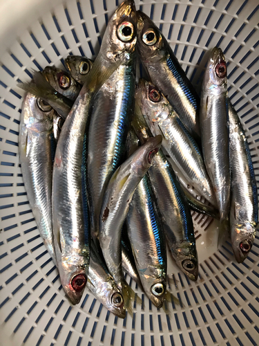 イワシの釣果