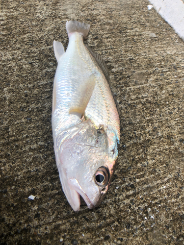 イシモチの釣果