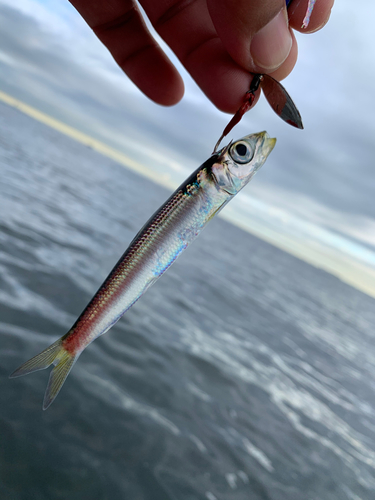 イワシの釣果