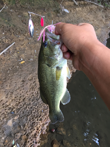 ラージマウスバスの釣果