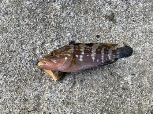 アコウの釣果