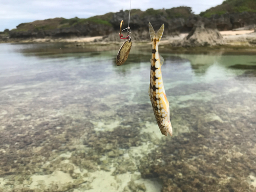 エソの釣果