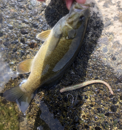 スモールマウスバスの釣果