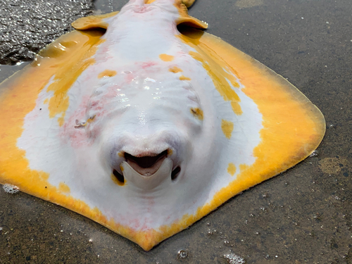 アカエイの釣果