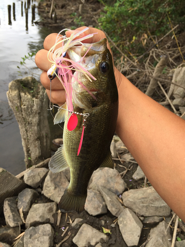 ラージマウスバスの釣果