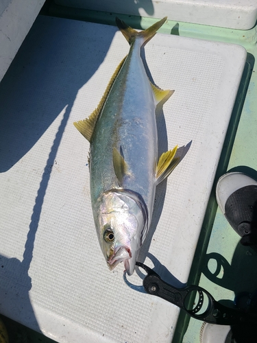 ヒラマサの釣果