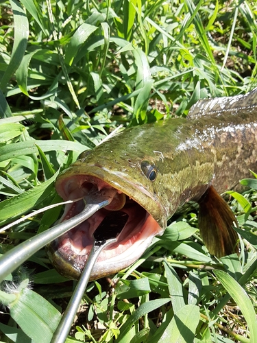 ライギョの釣果