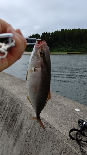 ショゴの釣果