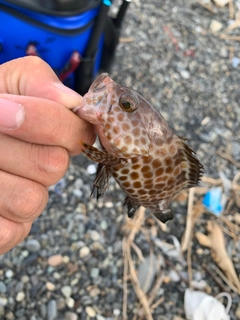 オオモンハタの釣果