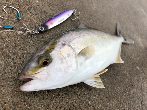 ショゴの釣果