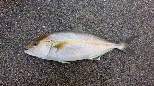 ネイリの釣果