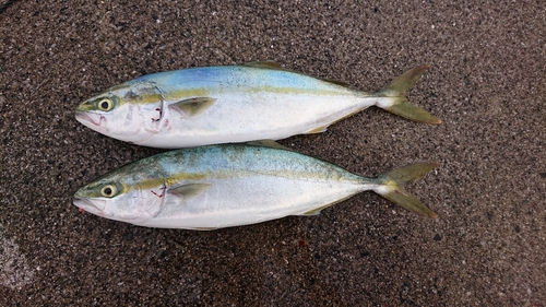 ヤズの釣果