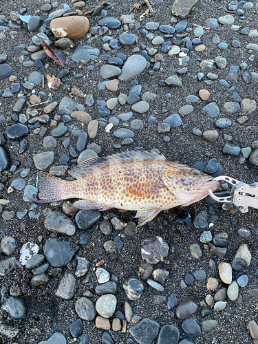 オオモンハタの釣果