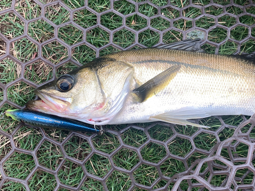 フッコ（マルスズキ）の釣果