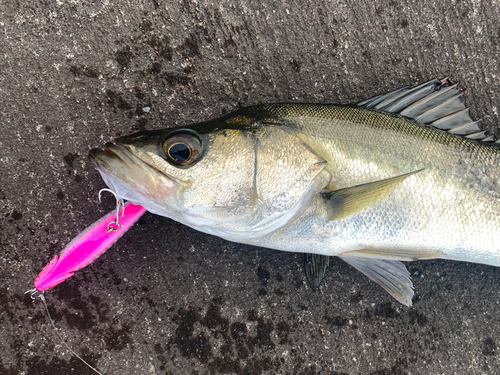 シーバスの釣果