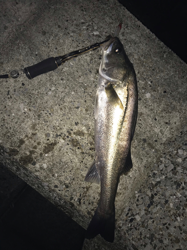 シーバスの釣果