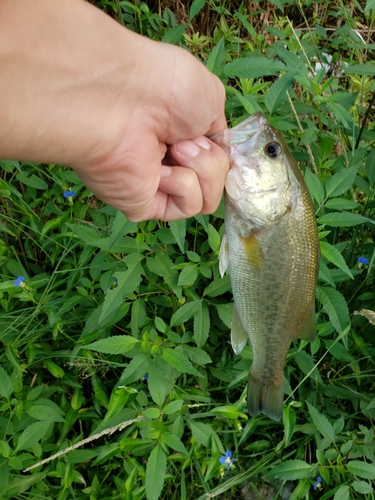 ラージマウスバスの釣果