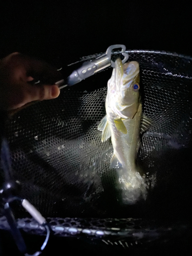 フッコ（マルスズキ）の釣果