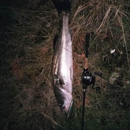 スズキの釣果