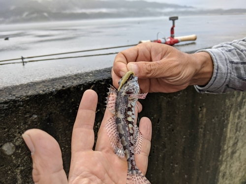 アサヒアナハゼの釣果