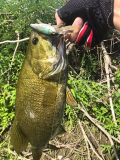 スモールマウスバスの釣果