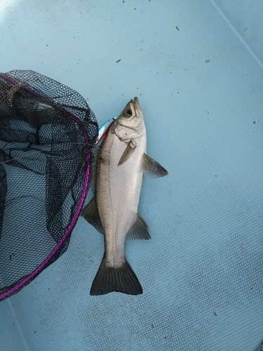 ヒラスズキの釣果