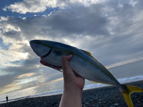 イナダの釣果