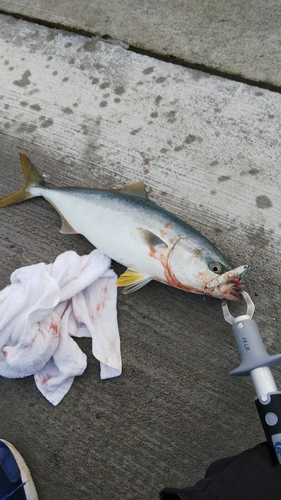 ワカシの釣果