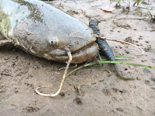 ナマズの釣果