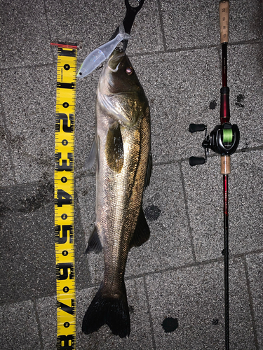 スズキの釣果