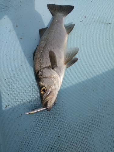 ヒラスズキの釣果