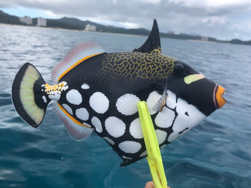 モンガラカワハギの釣果