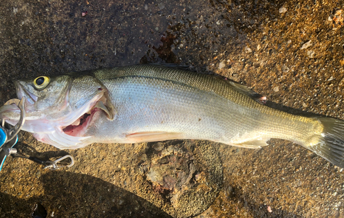 フッコ（マルスズキ）の釣果