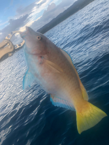 ヒブダイの釣果