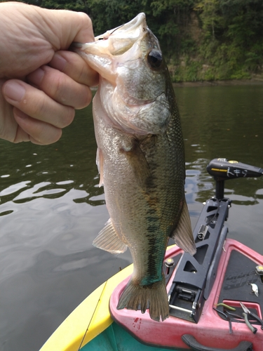 ラージマウスバスの釣果