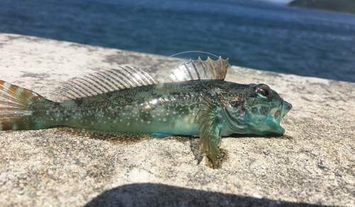 アナハゼの釣果