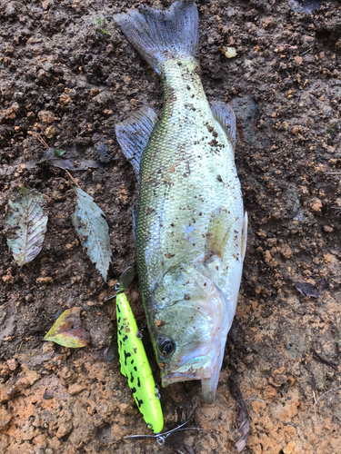 ブラックバスの釣果