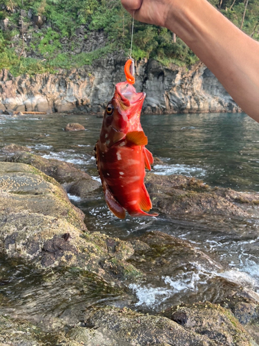 アカハタの釣果