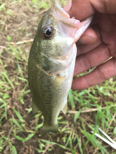 ラージマウスバスの釣果