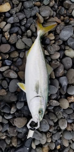 ワカシの釣果