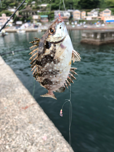 キタマクラの釣果