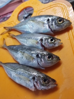 マアジの釣果