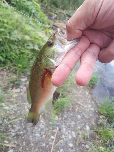 ラージマウスバスの釣果