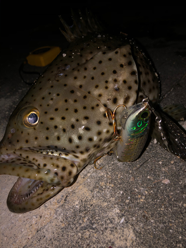 チャイロマルハタの釣果