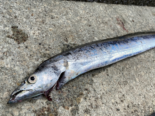 タチウオの釣果