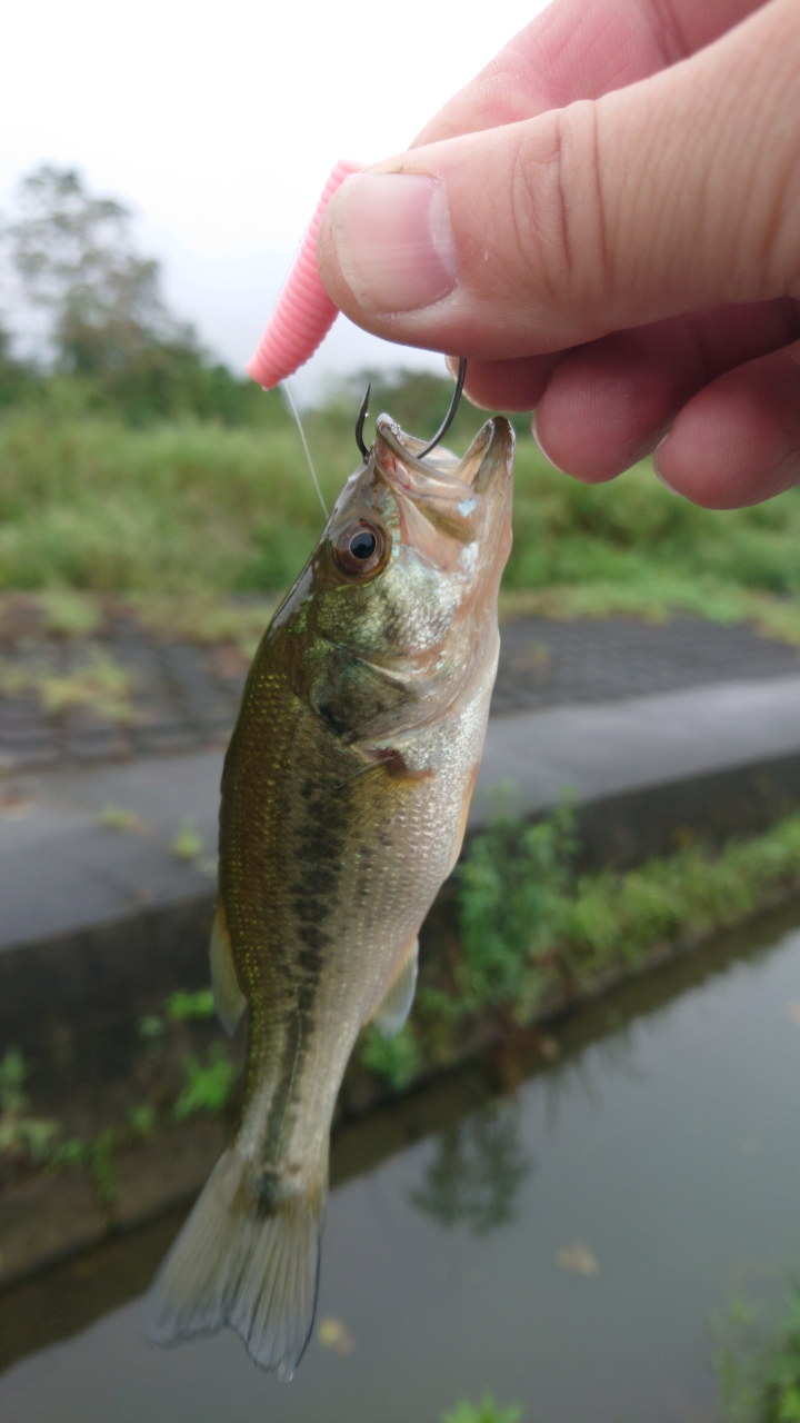 スモールマウスバス