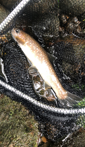 アメマスの釣果