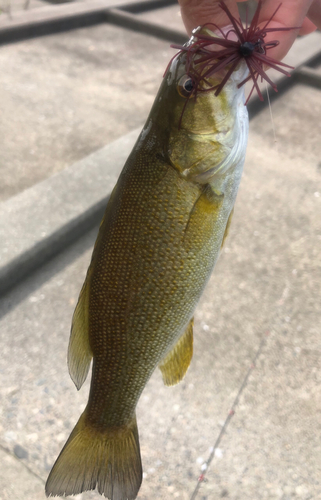 スモールマウスバスの釣果