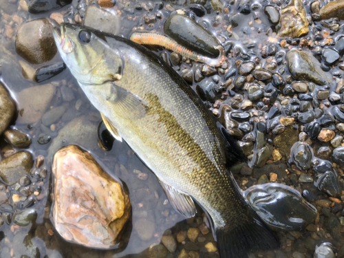 スモールマウスバスの釣果